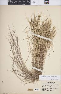 Aristida longespica image