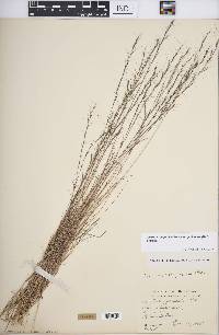 Aristida longespica var. geniculata image