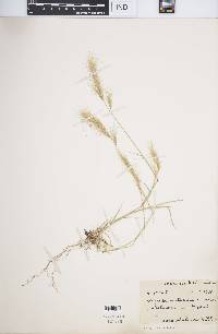 Aristida mutabilis image