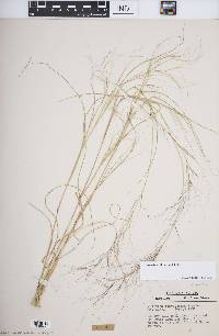 Aristida oligantha image