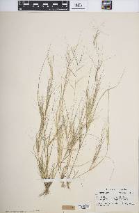 Aristida oligantha image