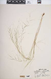 Aristida oligantha image