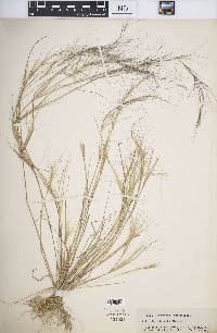 Aristida oligantha image