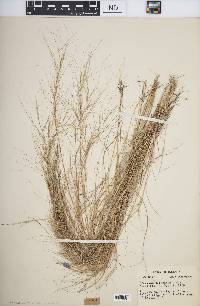 Aristida oligantha image