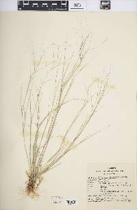 Aristida oligantha image