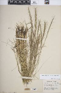 Aristida purpurascens var. purpurascens image