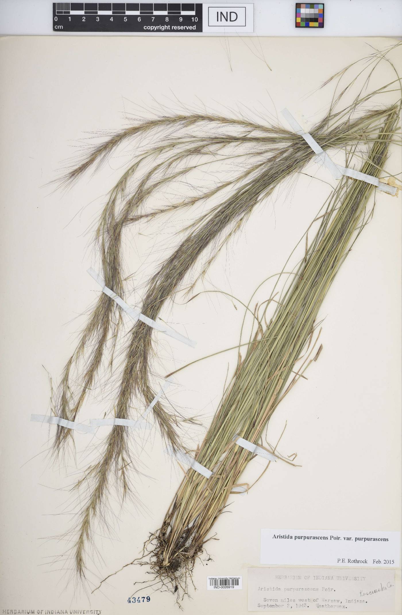 Aristida purpurascens var. purpurascens image