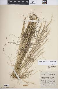 Aristida purpurascens var. purpurascens image