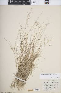 Aristida ramosissima image