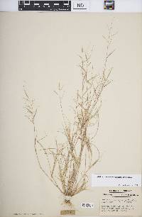 Aristida ramosissima image