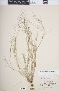 Aristida ramosissima image