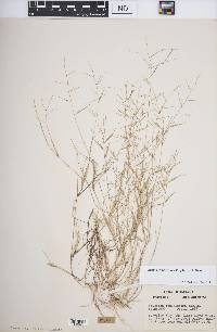 Aristida ramosissima image