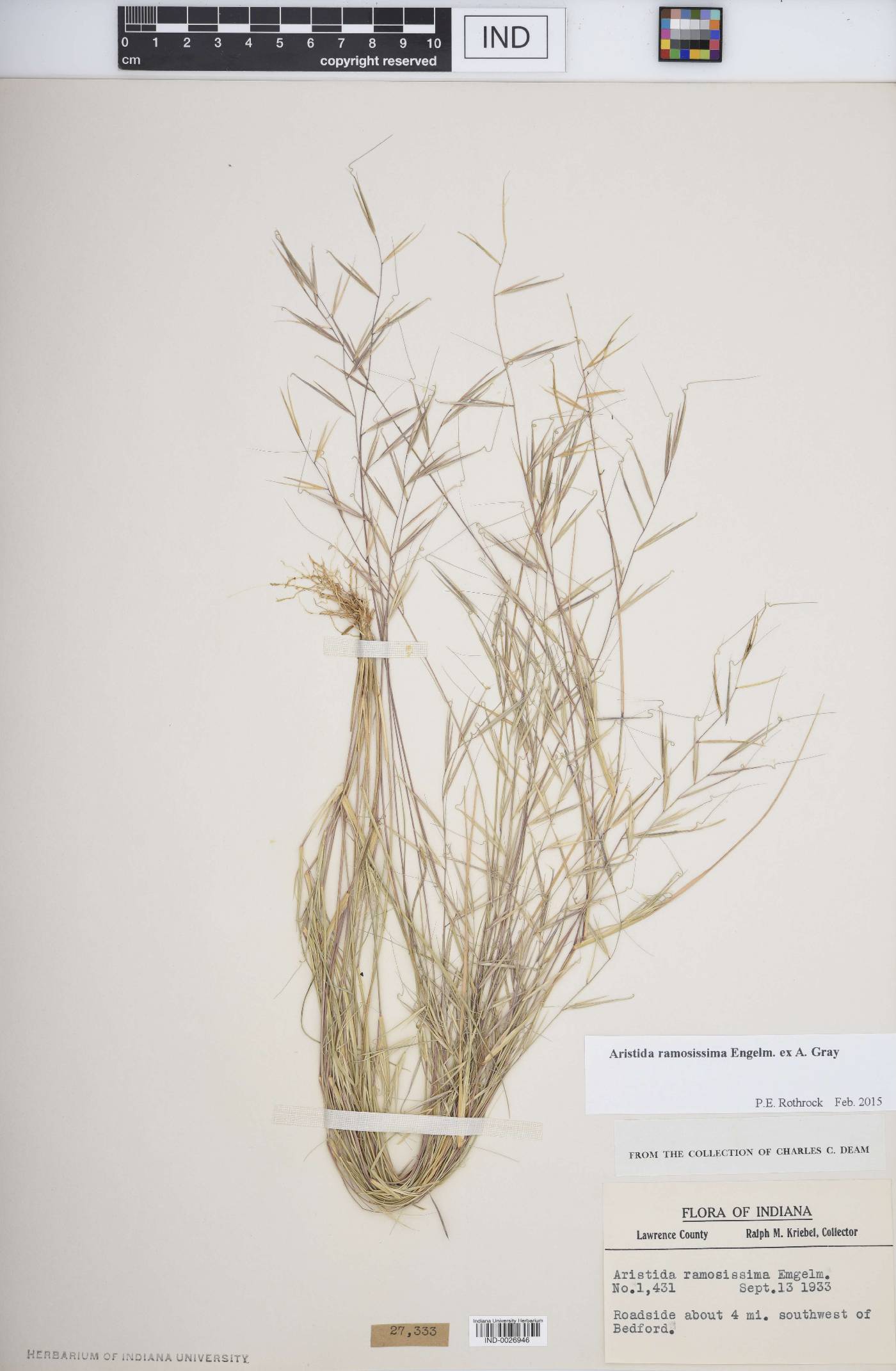 Aristida ramosissima image