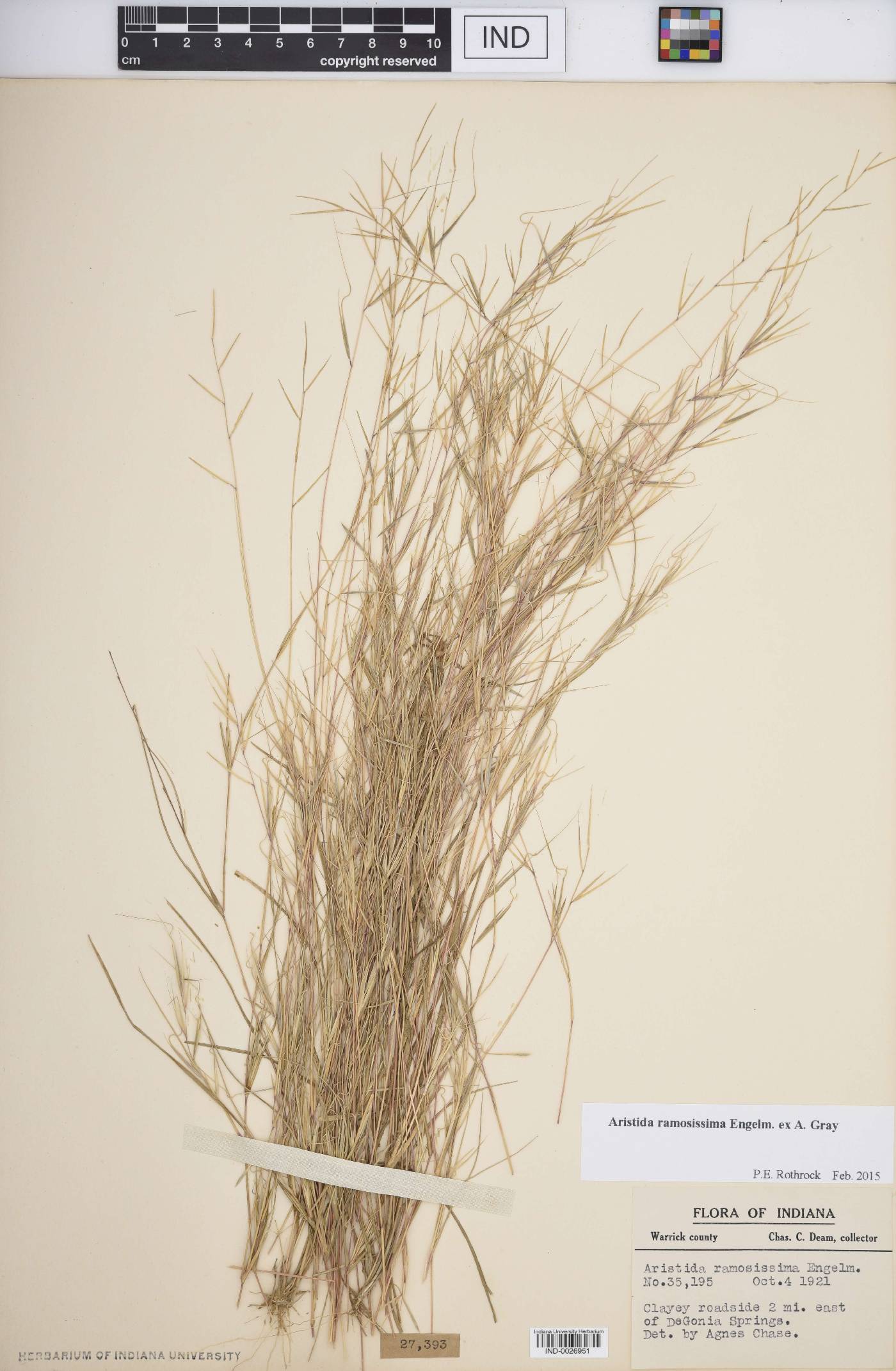 Aristida ramosissima image