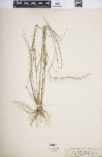 Aristida purpurascens image