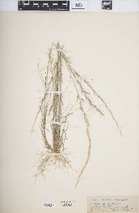 Aristida purpurascens image