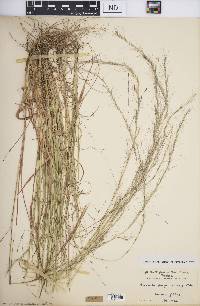 Aristida purpurascens image