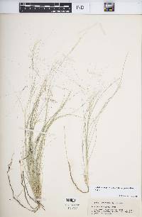 Aristida purpurea var. longiseta image