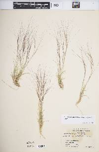 Aristida purpurea var. longiseta image