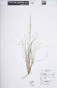 Aristida purpurea var. longiseta image