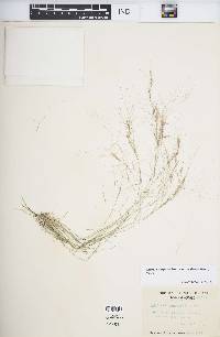 Aristida purpurea var. longiseta image