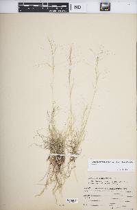 Aristida purpurea var. fendleriana image