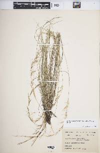 Aristida purpurea var. nealleyi image