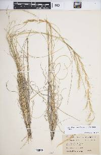 Aristida purpurea var. wrightii image