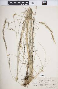 Aristida scribneriana image