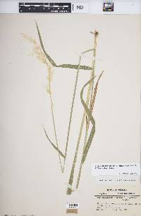 Arrhenatherum elatius subsp. elatius image