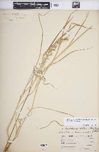 Arrhenatherum elatius subsp. elatius image