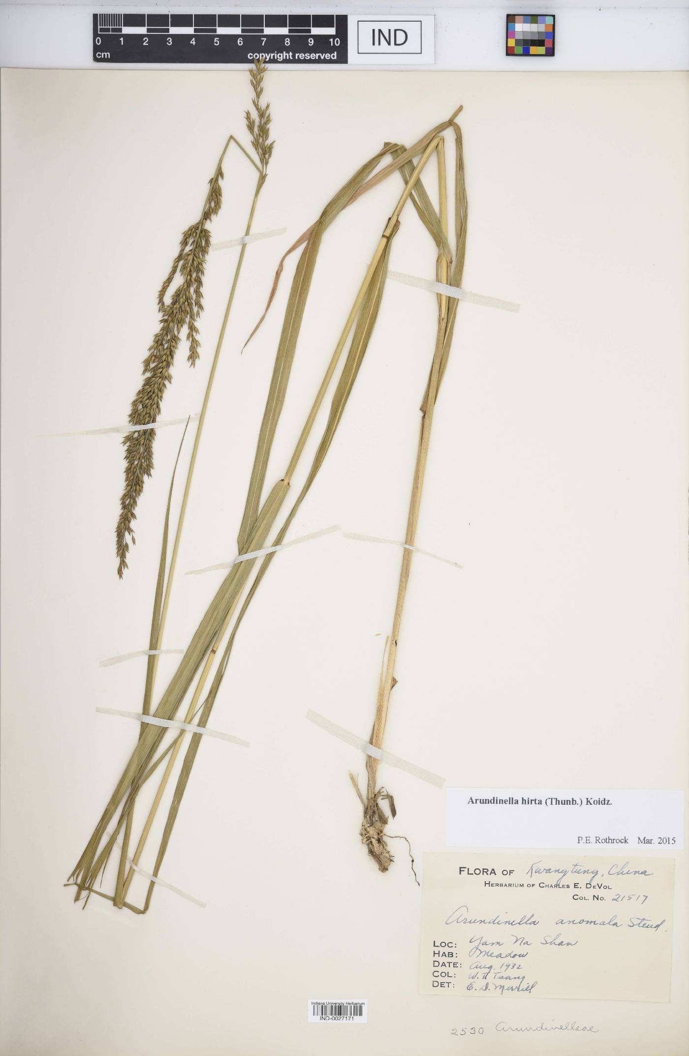 Arundinella hirta image
