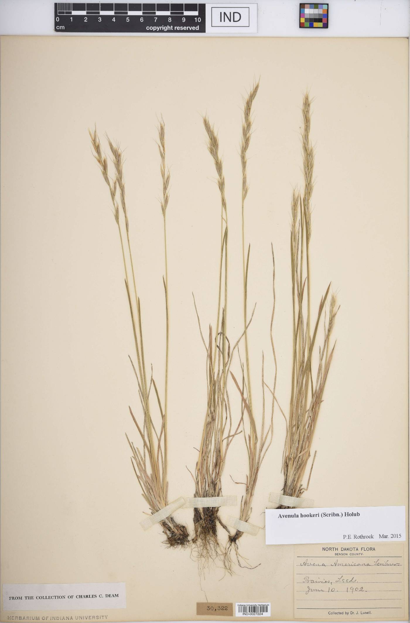 Avenula hookeri image