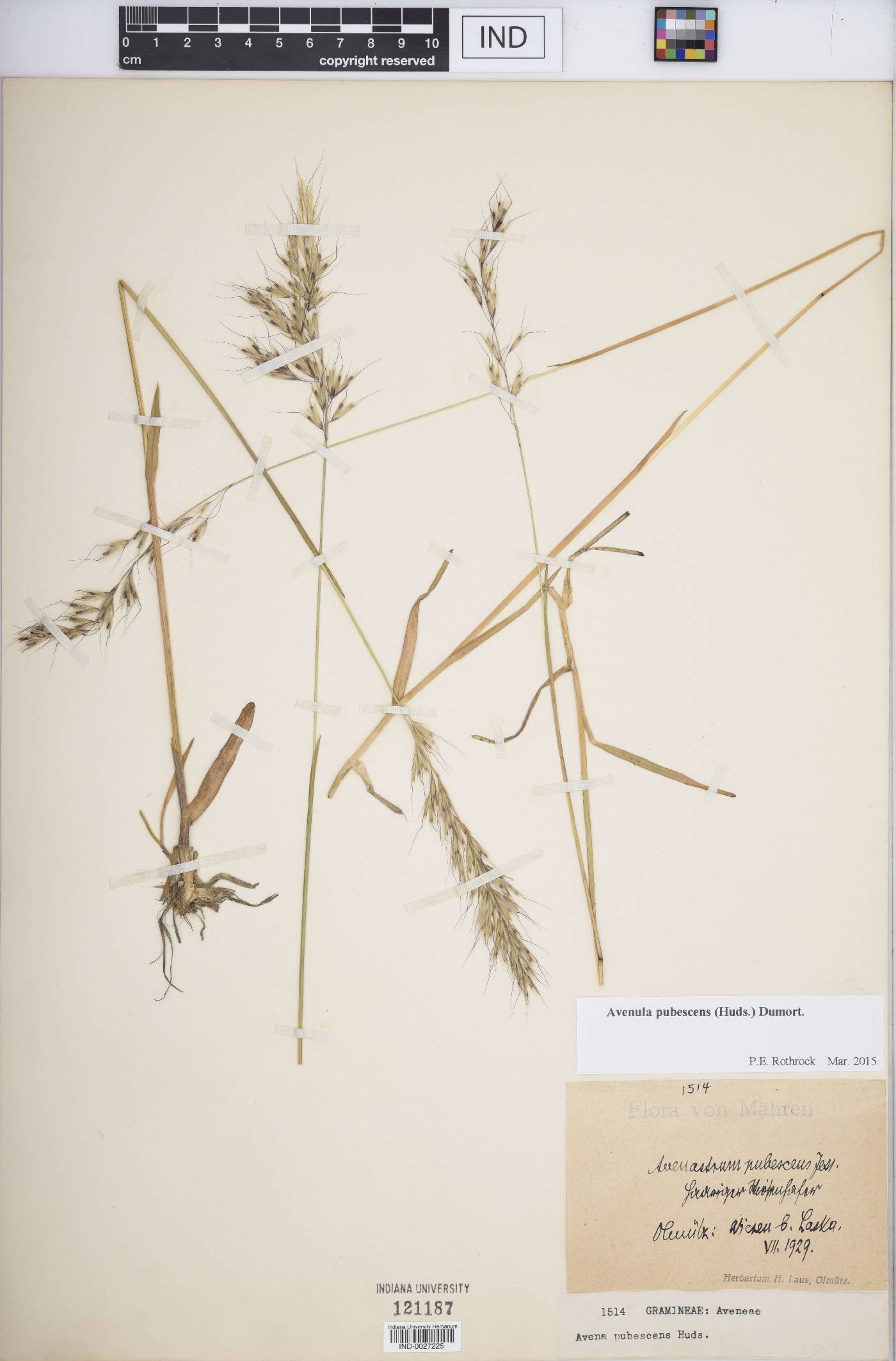 Avenula pubescens image