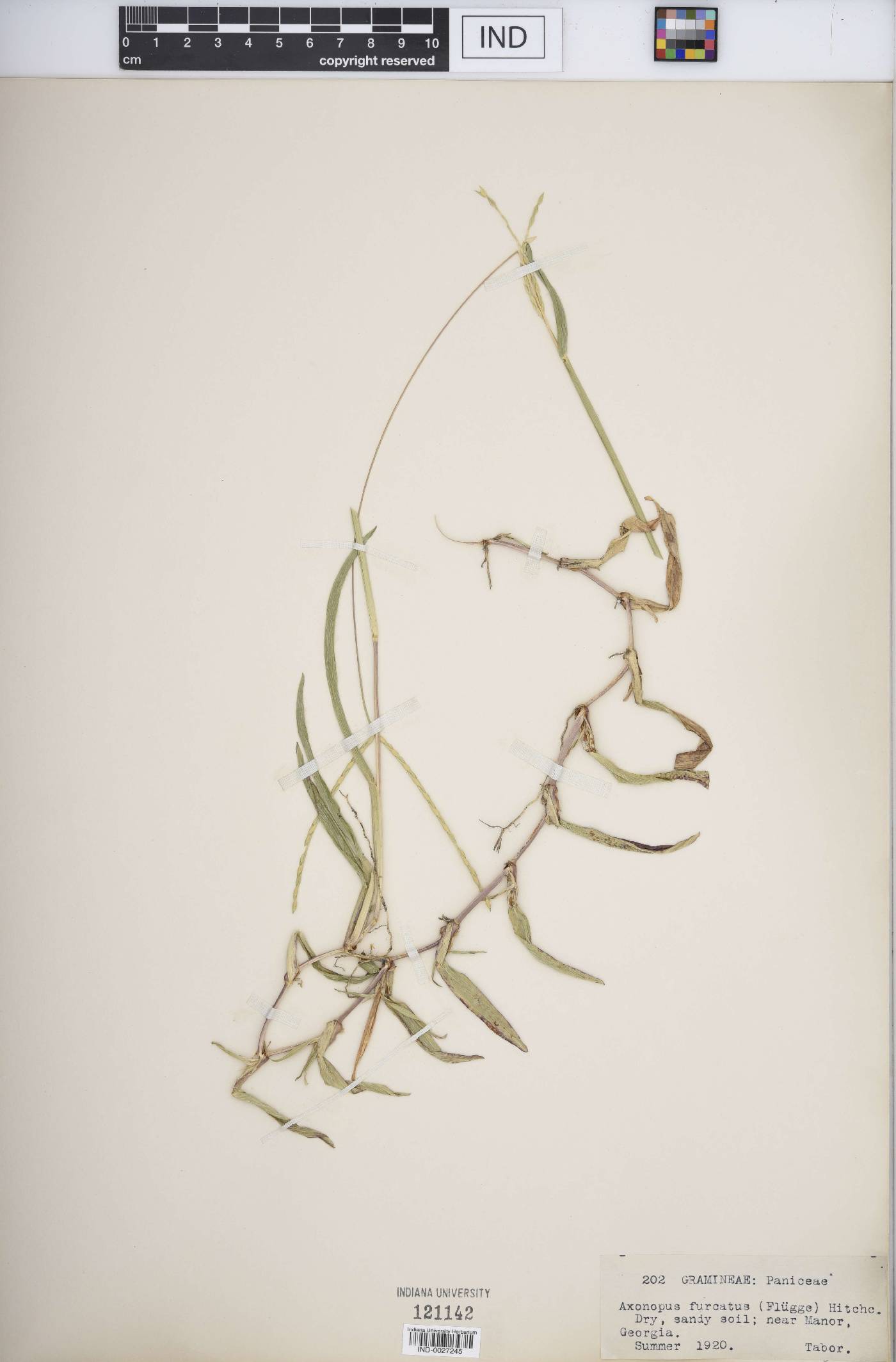 Axonopus furcatus image