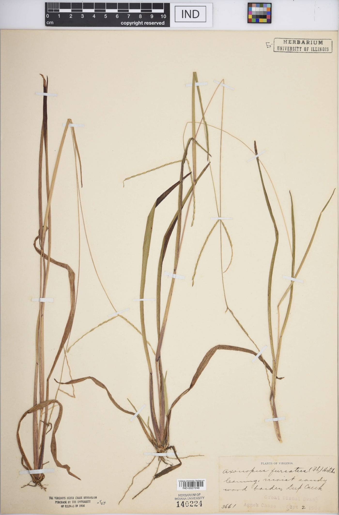 Axonopus furcatus image