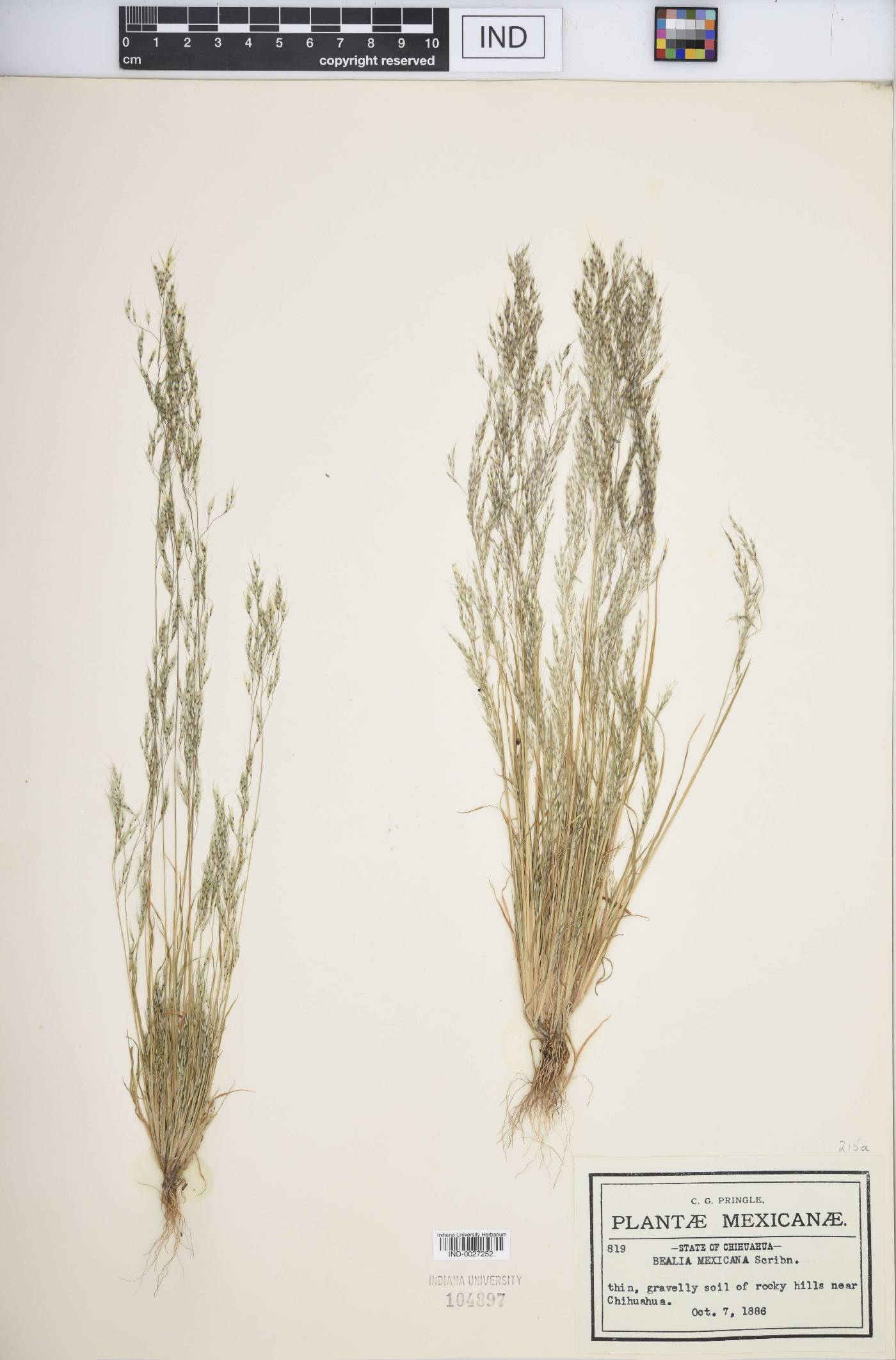 Muhlenbergia biloba image