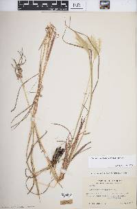 Bothriochloa barbinodis image