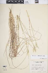 Bothriochloa edwardsiana image