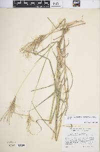 Bothriochloa insculpta image