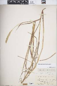 Bothriochloa laguroides image