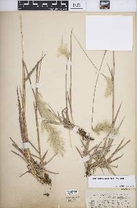 Bothriochloa saccharoides image