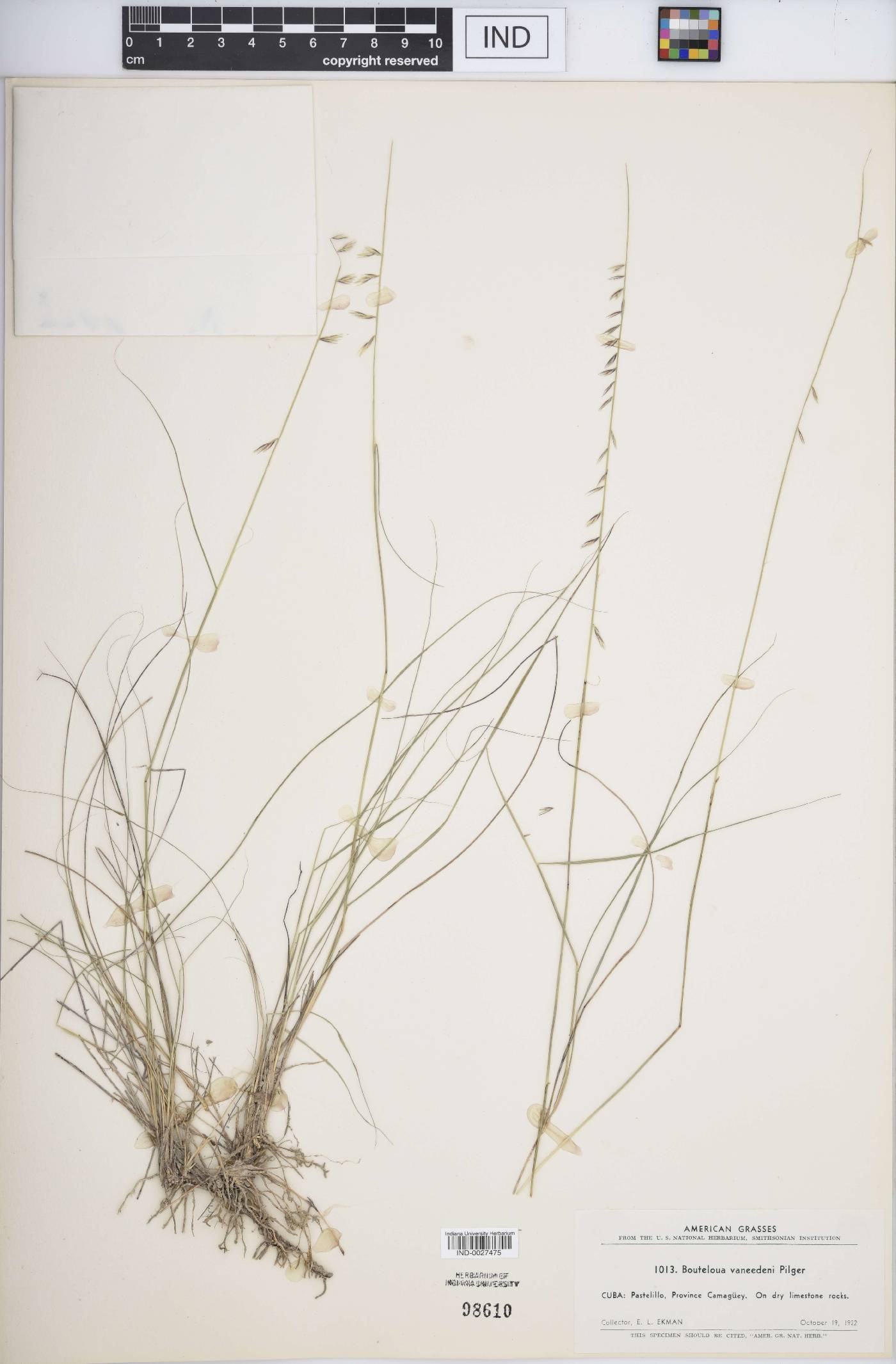 Bouteloua vaneedenii image