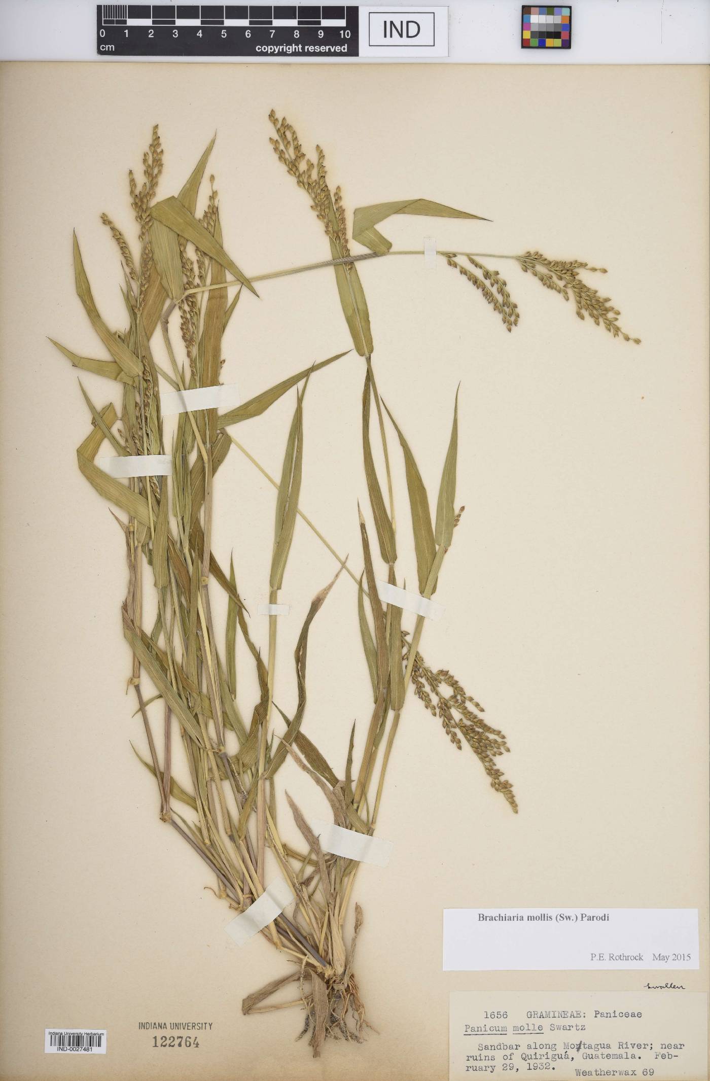 Urochloa mollis image