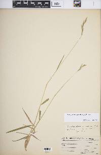 Brachypodium pinnatum image