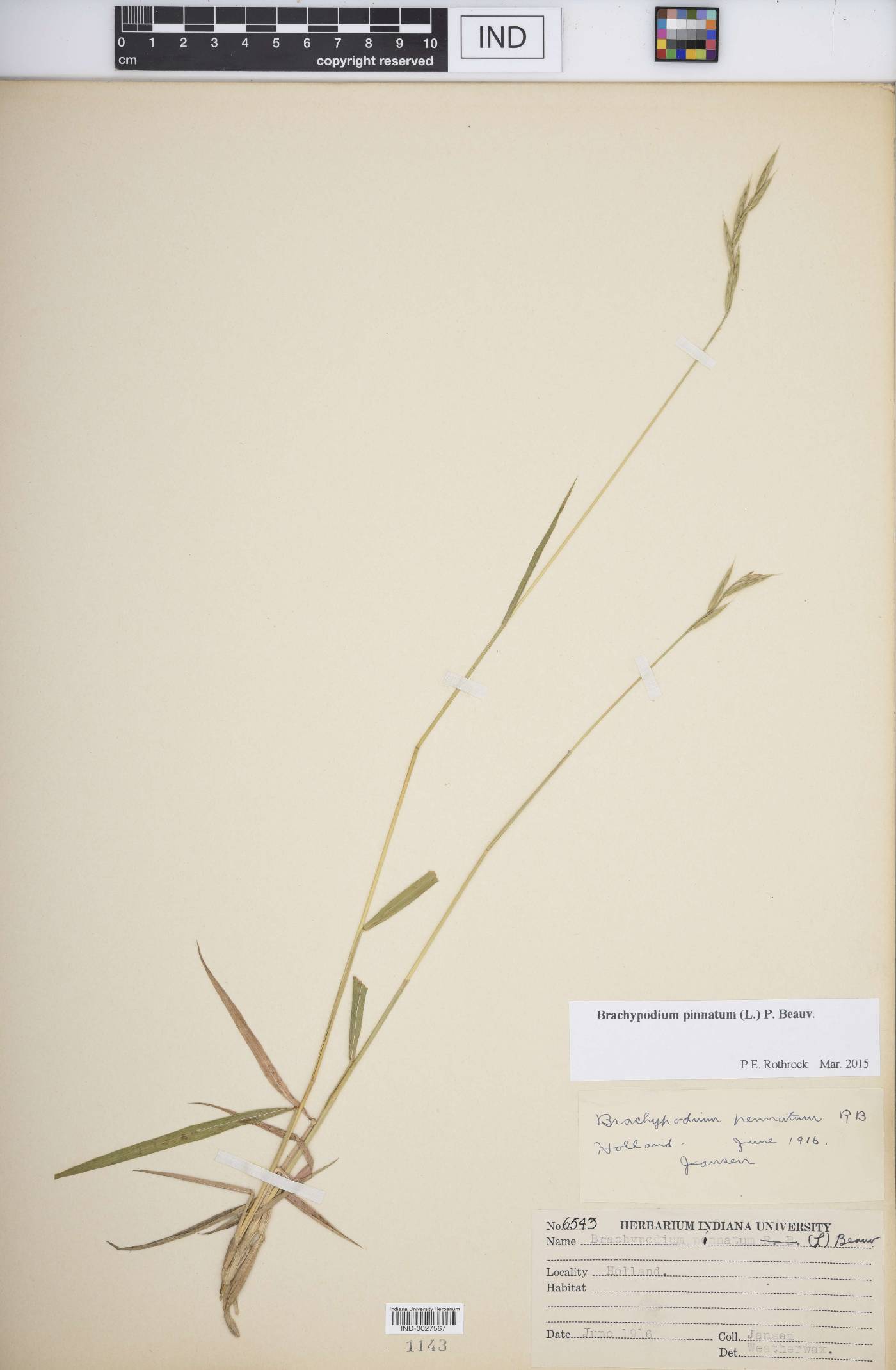 Brachypodium pinnatum image