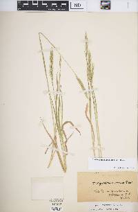 Brachypodium pinnatum image