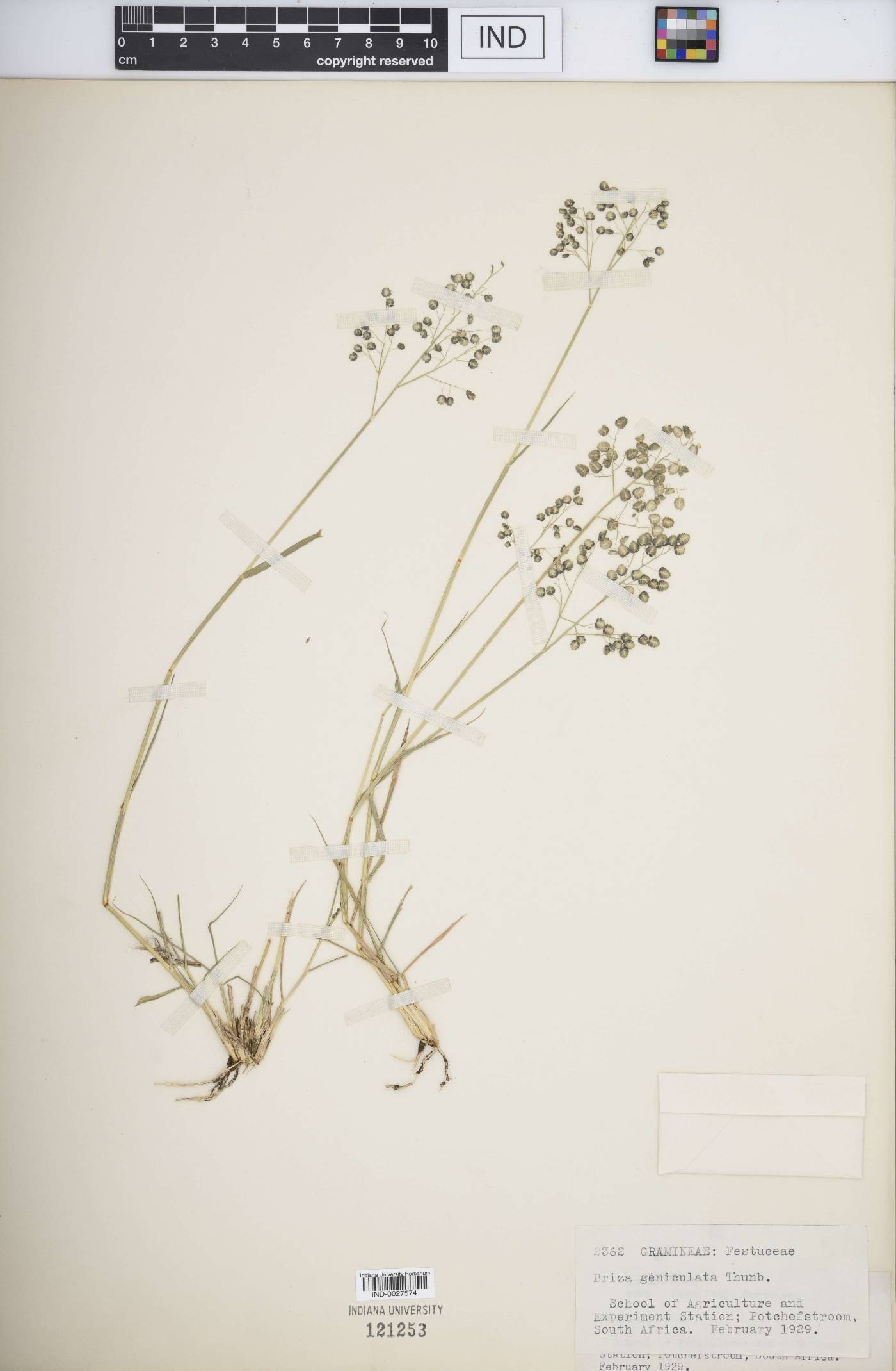 Briza geniculata image