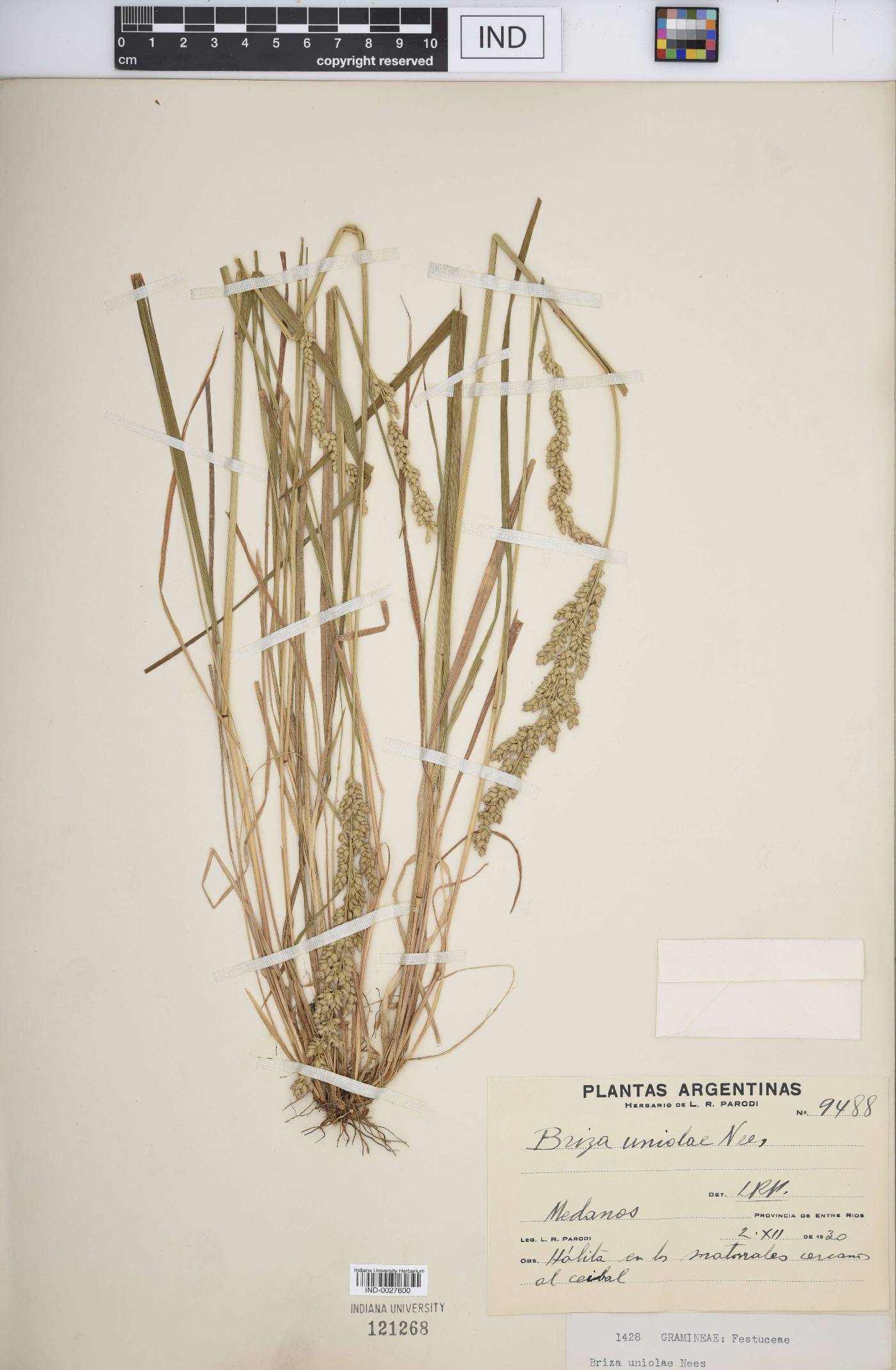 Briza uniolae image