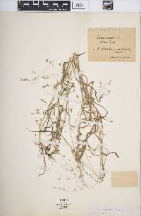 Bromus arvensis image